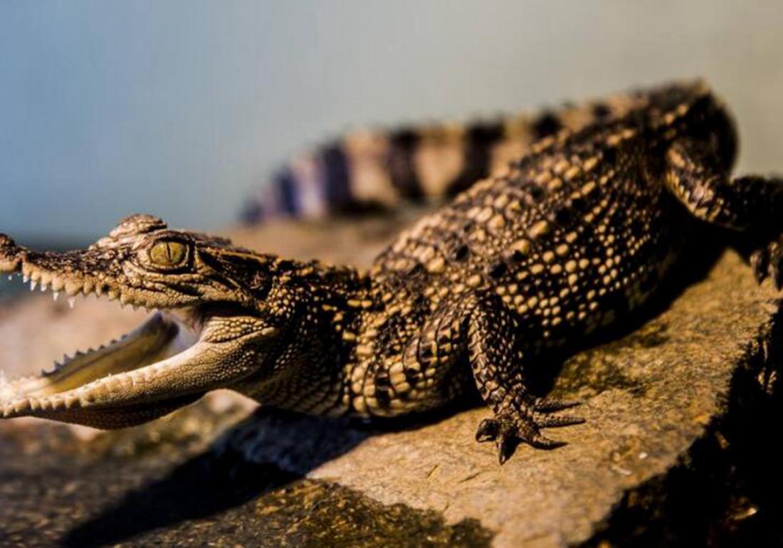 鳄类养殖方法,鳄龟养殖有什么用