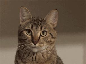 猫咪会笑吗表情,猫咪会笑