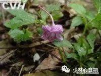 中药图片大全名称,中药图片大全带药名高清