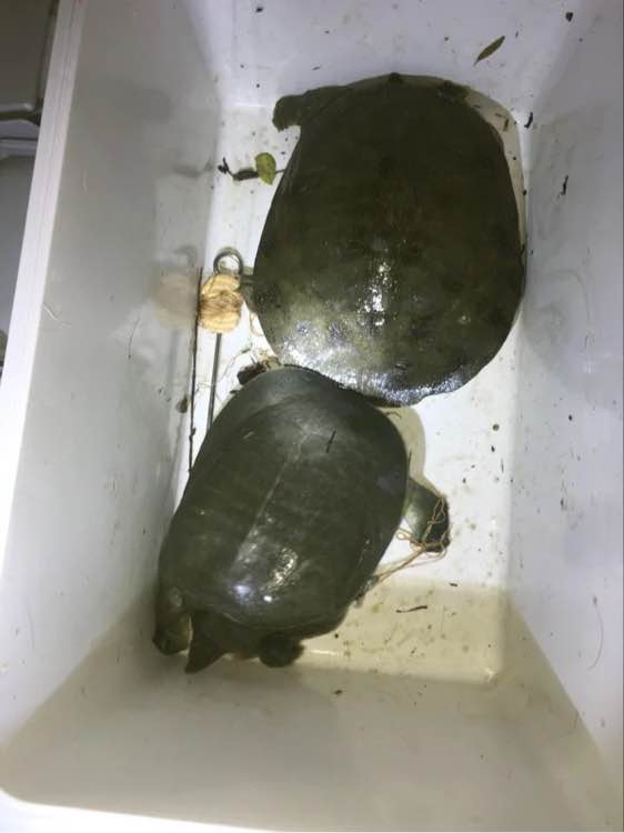 甲鱼的各种钓法,甲鱼怎么钓最简单方法