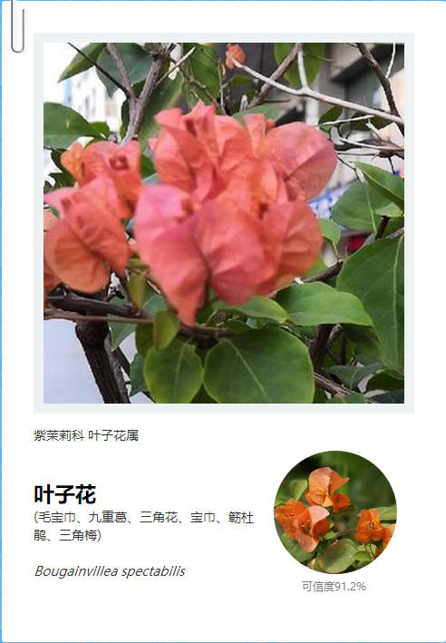 花伴侣能不能识别植物,花伴侣识别树木