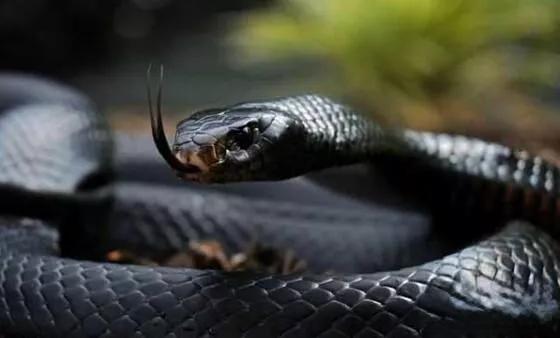 速度最快的蛇：非洲黑曼巴，时速高达23公里,攻击速度0.3秒