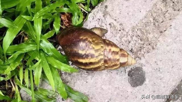 下雨过后路边为什么会出现蜗牛,深圳雨后出现非洲大蜗牛怎么处理