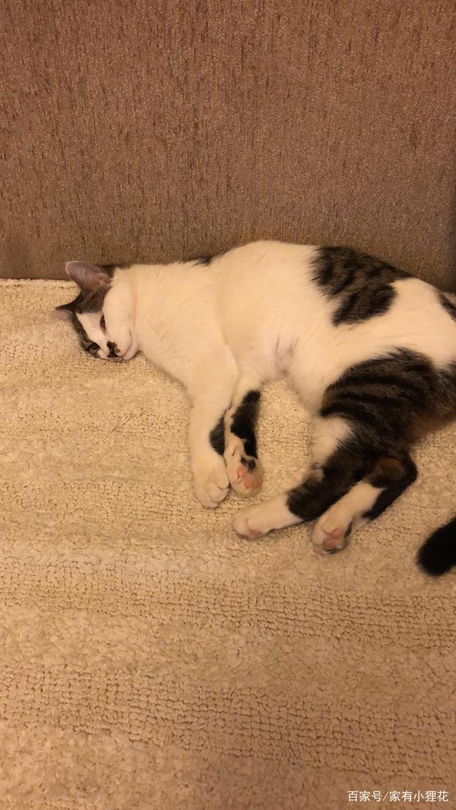 猫咪不小心跑出阳台坠楼,狸花猫坠楼站不稳获救