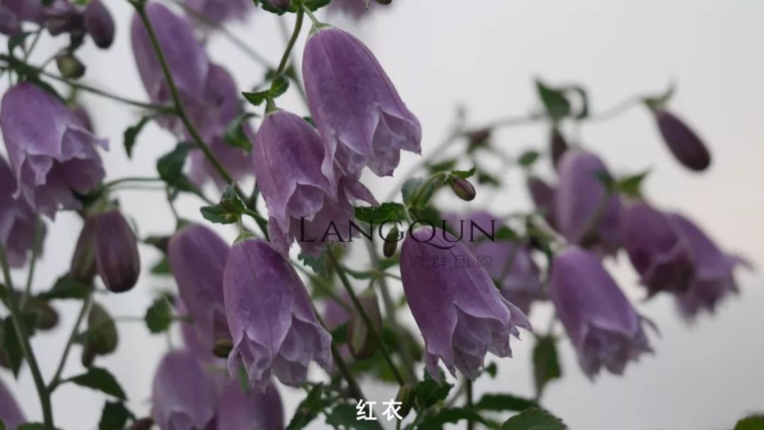 风铃草适合几月种,日本风铃耐寒温度是多少