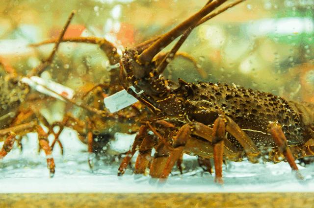 便宜平价美味海鲜,平价海鲜上海
