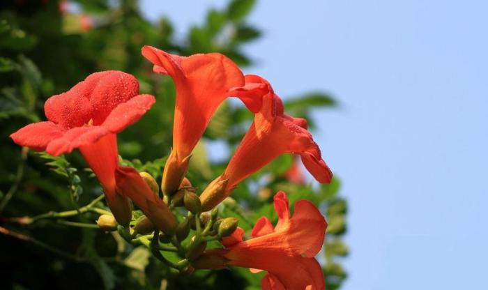 凌霄花种在楼顶应该注意什么,凌霄花的种植方法与注意事项