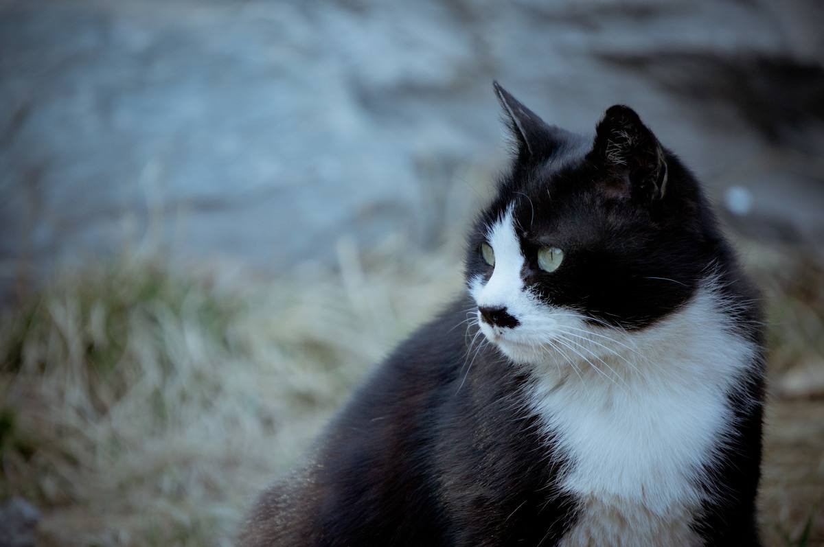 剪掉猫咪胡须对猫咪有影响吗,猫咪胡须不小心剪了会长吗