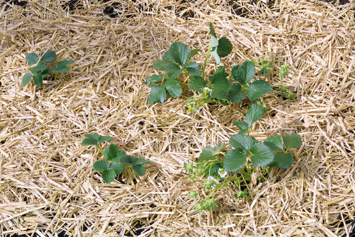 十月花事丨花园覆盖地膜好处多：除草、保暖、保湿、防虫