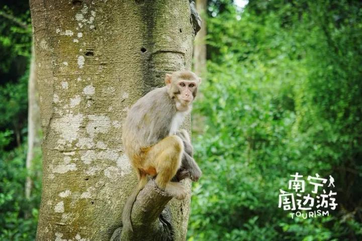 南宁5天旅游攻略最新,南宁一日游有哪些好去处