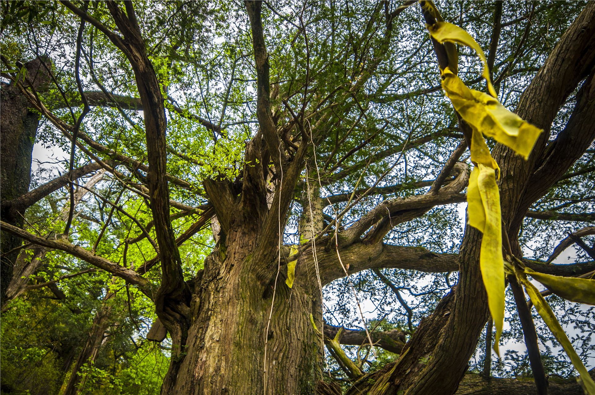 丹山赤水的老柿林景区,丹山赤水柿林古村
