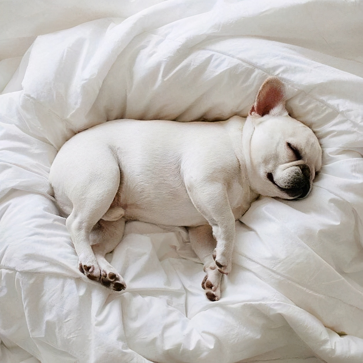 狗狗喜欢睡床底下代表什么,狗狗睡床