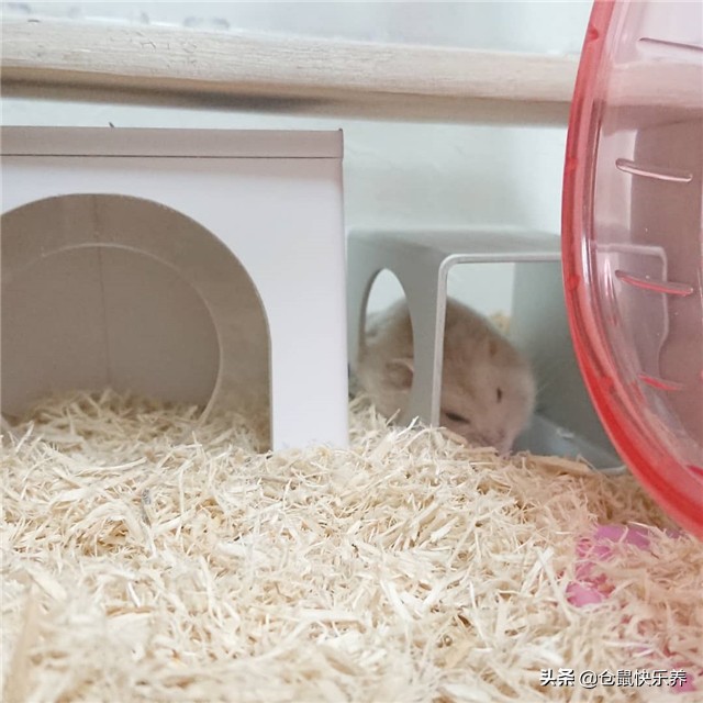 仓鼠到家如何与鼠子培养信任,仓鼠如何躺鼠