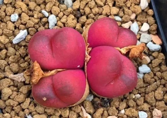 2023多肉展会直播,2023上海多肉植物展