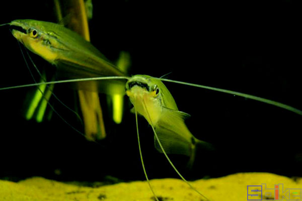 冷门高端观赏鱼有哪些鱼,比较好养的冷门观赏鱼小鱼