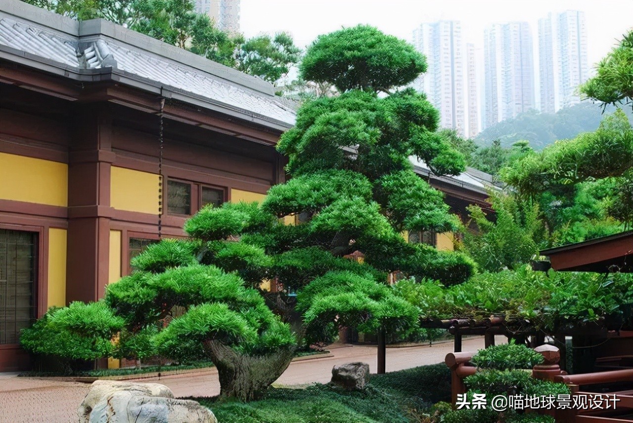 庭院景观设计品种齐全,别墅庭院主景树推荐