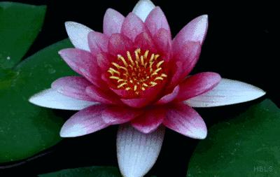 柯汝读邮：荷花T54映日荷花别样红