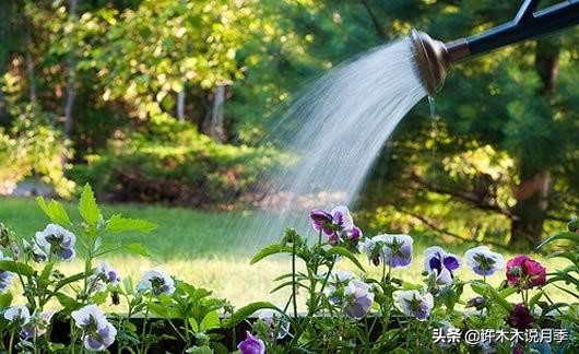 不耐晒的月季夏天怎么办,盆栽月季严重晒伤脱水怎么救