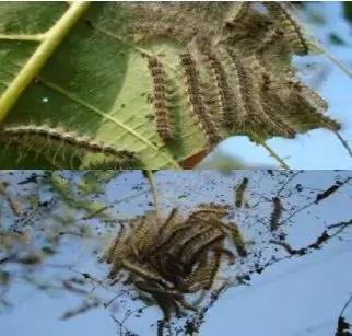 核桃树食叶害虫防治方法,核桃树害虫用什么药治