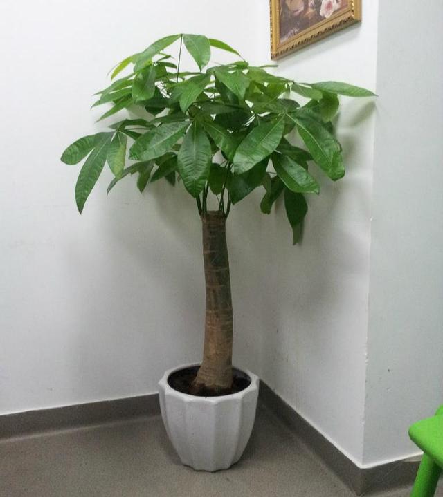 寓意财旺的花,十大吉祥花开图片