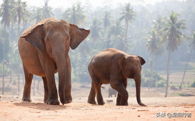 50种珍稀保护动物,为什么人类应该保护濒危物种