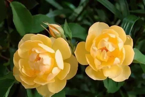 玫瑰花有哪些品种,玫瑰花有哪些品种大全