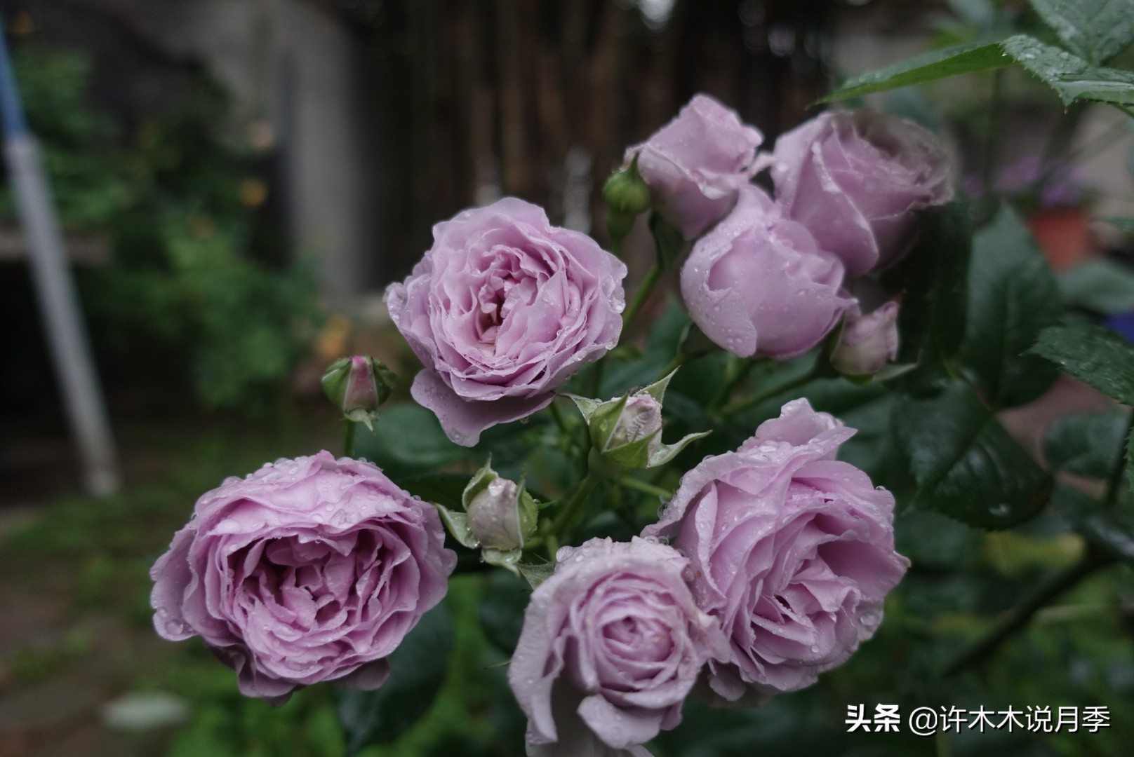 灌木月季与藤本月季有什么区别,微型月季灌木月季怎么选