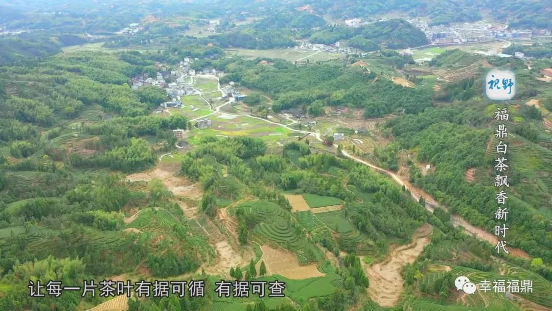 福鼎白茶兴起,白茶步入产业振兴快车道
