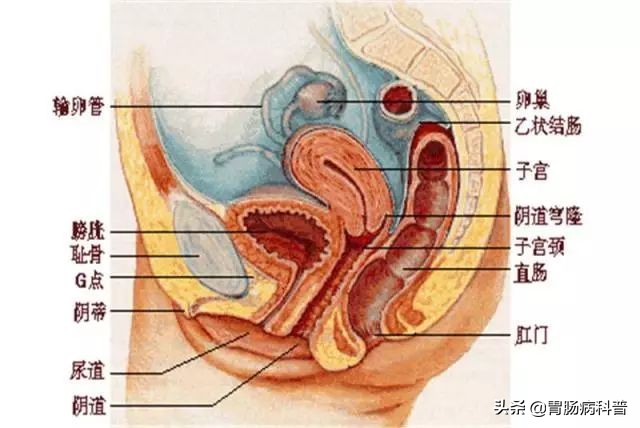 做肝胆脾彩超要空腹吗需要憋尿吗,彩超需空腹和需憋尿