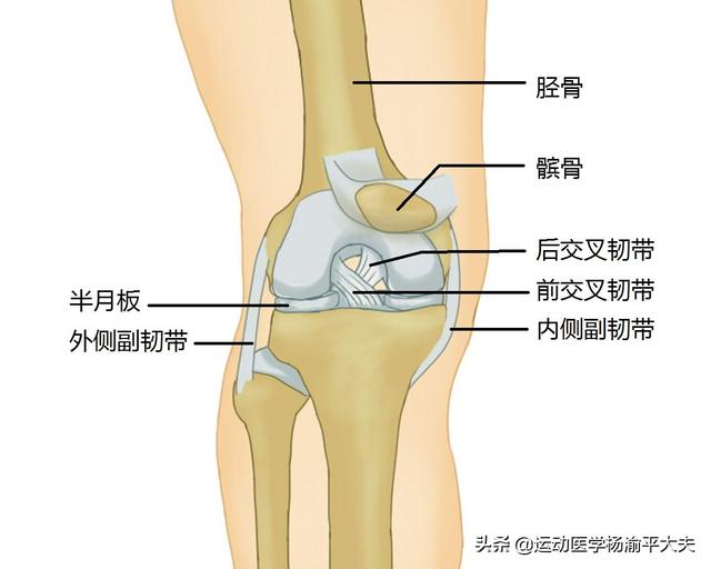 女排荣誉背后：郎平的髌骨被完全摘除！我们该怎么保护髌骨？