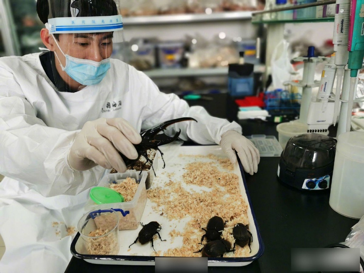 长戟大兜虫为什么淘宝上还能卖,长戟大兜虫中国养违法吗