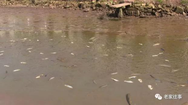 彦淖沟往事------炸鱼