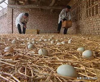 圈养蛋鸭怎么提高产蛋率,养鸭怎么提高质量