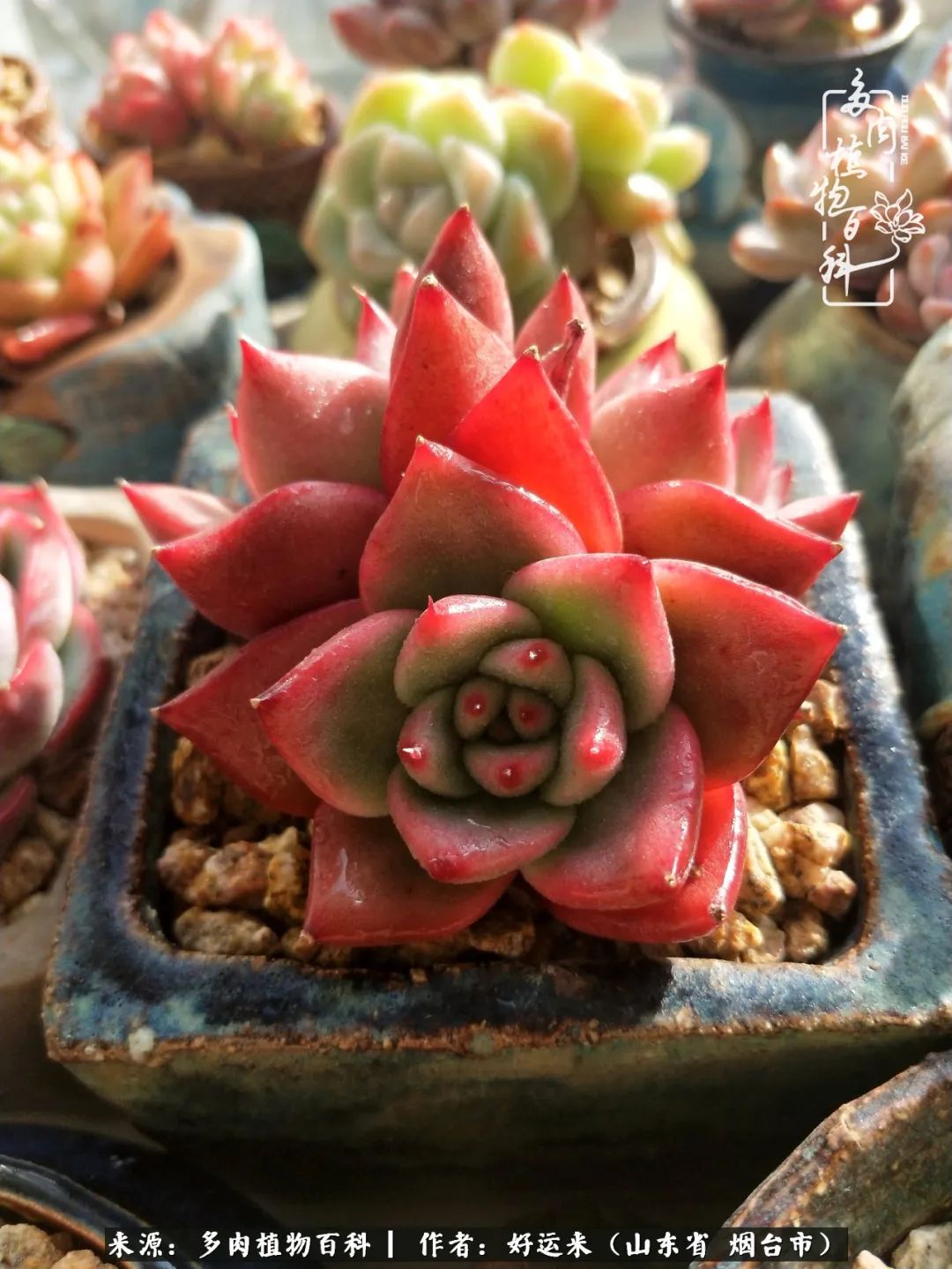 这世上怎么会有那么可爱的小可爱,这世上怎么有这么可爱的小生物