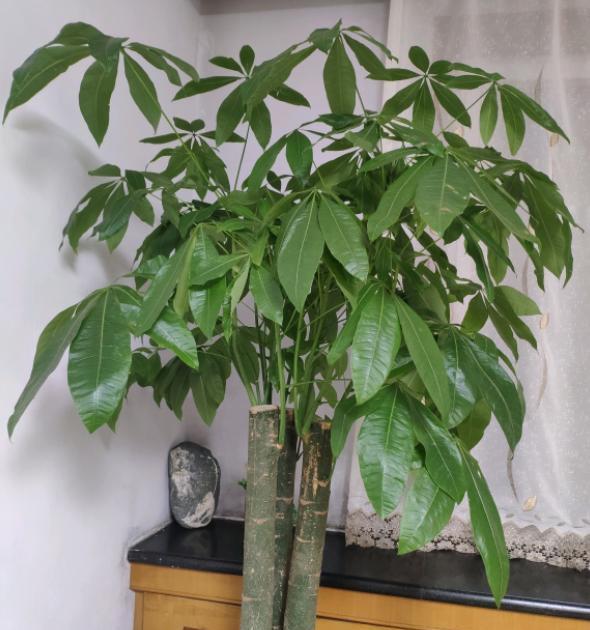 发财树长得慢怎样施肥,发财树叶片旺盛怎么打理