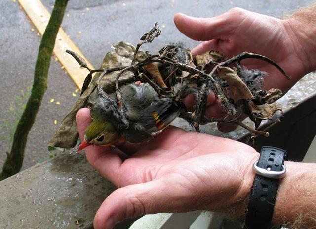 忘了传播种子的使命？捕鸟树被进化带偏，开始以“杀鸟为乐”？