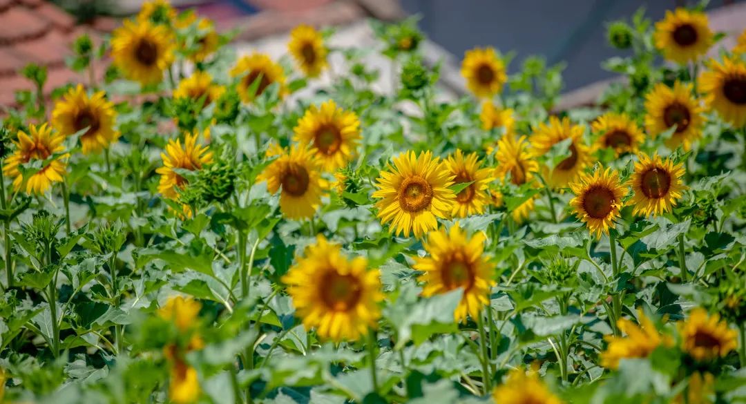 在济南花式避暑，一见“清”心！只需一瞥，便足以把酷夏原谅…