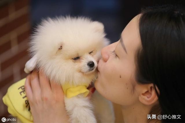 博美便便有点软而且臭怎么办,博美的便便正常是干的还是稀的