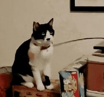 我给猫花的冤枉钱，能在广州买一套房