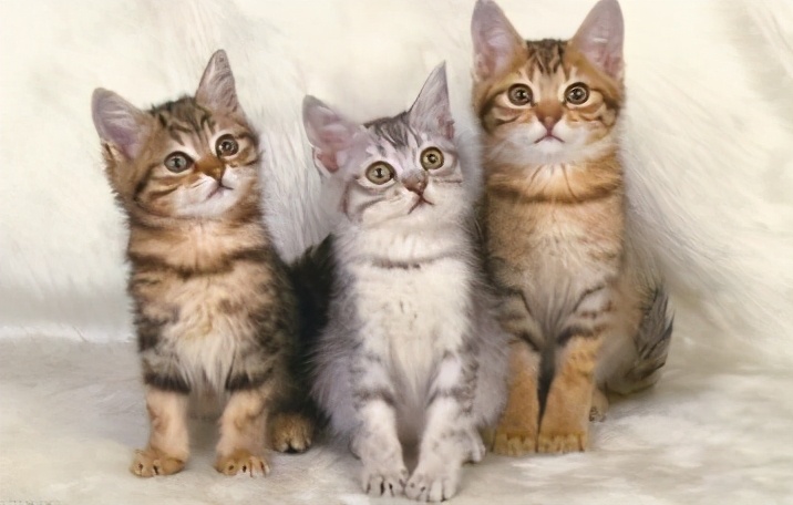 猫猫得了急性肠胃炎能吃猫条不,猫急性肠胃炎打什么针