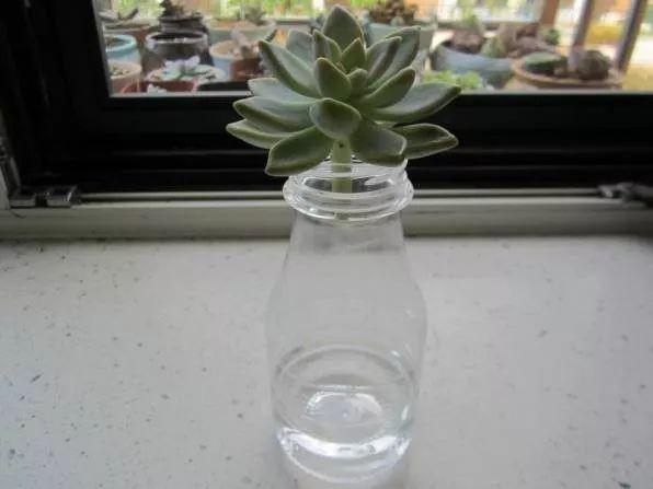 这3种多肉最适合新手,多肉扦插用什么方法最好