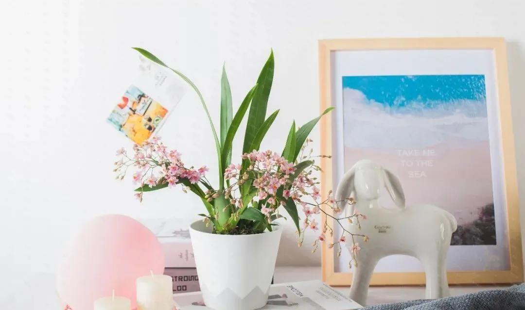 梦香兰的养殖方法,梦香兰花苗