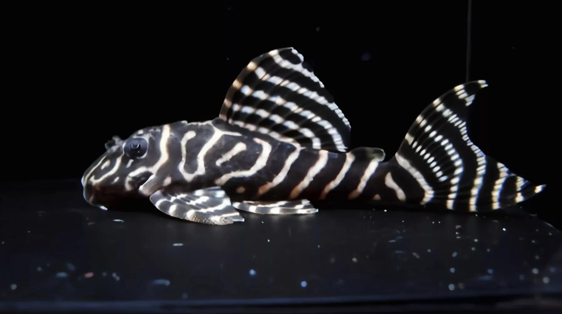 清道夫鱼是垃圾鱼吗,清道夫讨厌什么东西