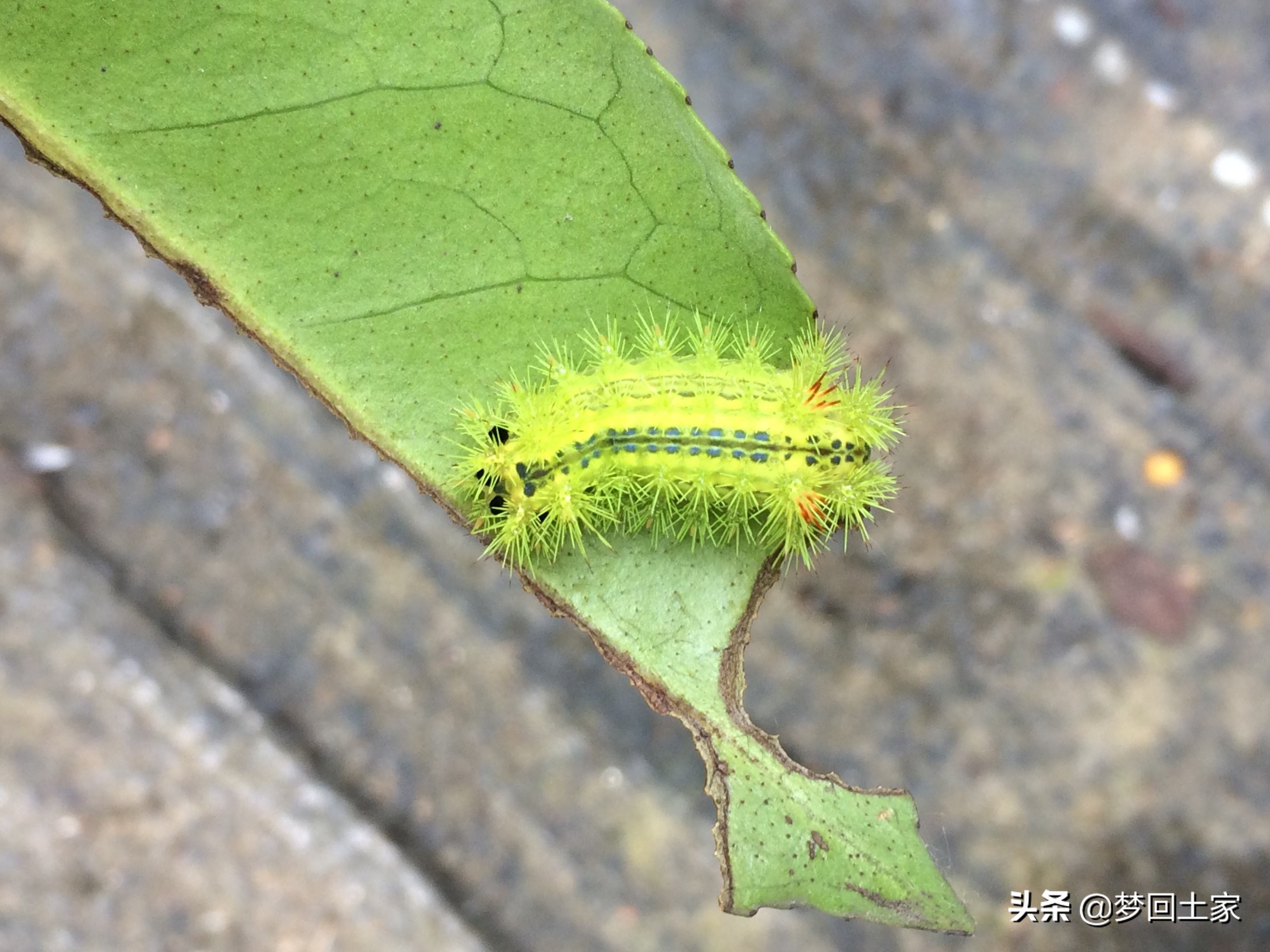 揭秘五种不能吃的街头小吃,全国各地黑暗小吃