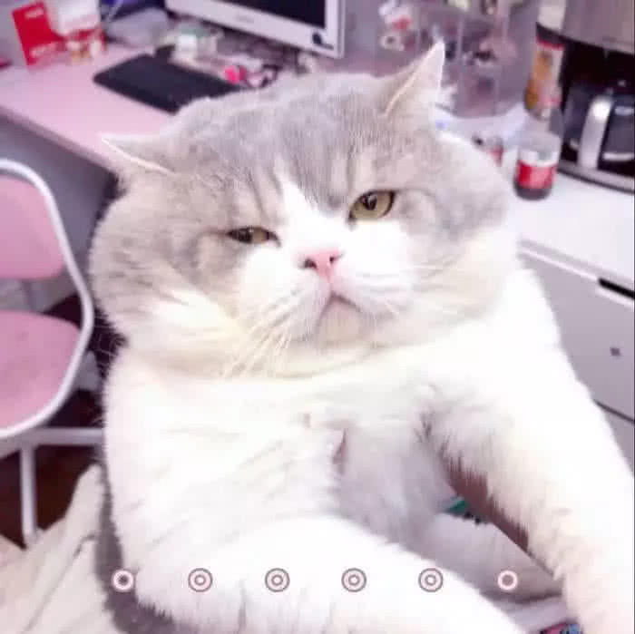 qq怼人表情包在哪找,表情包斗图怼人