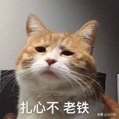 父母不让养猫有什么说服的理由,妈妈坚决不让养猫怎么说服