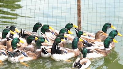 口碑最好的农庄老店,本地人带路