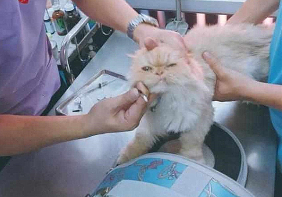 自己在家给猫咪打疫苗注意事项,自己给猫咪打疫苗会被记仇吗