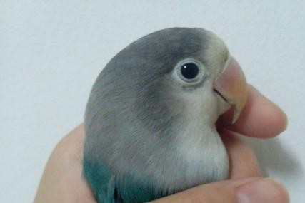 面类牡丹鹦鹉品种介绍及图片,牡丹鹦鹉品种介绍及图片和名字