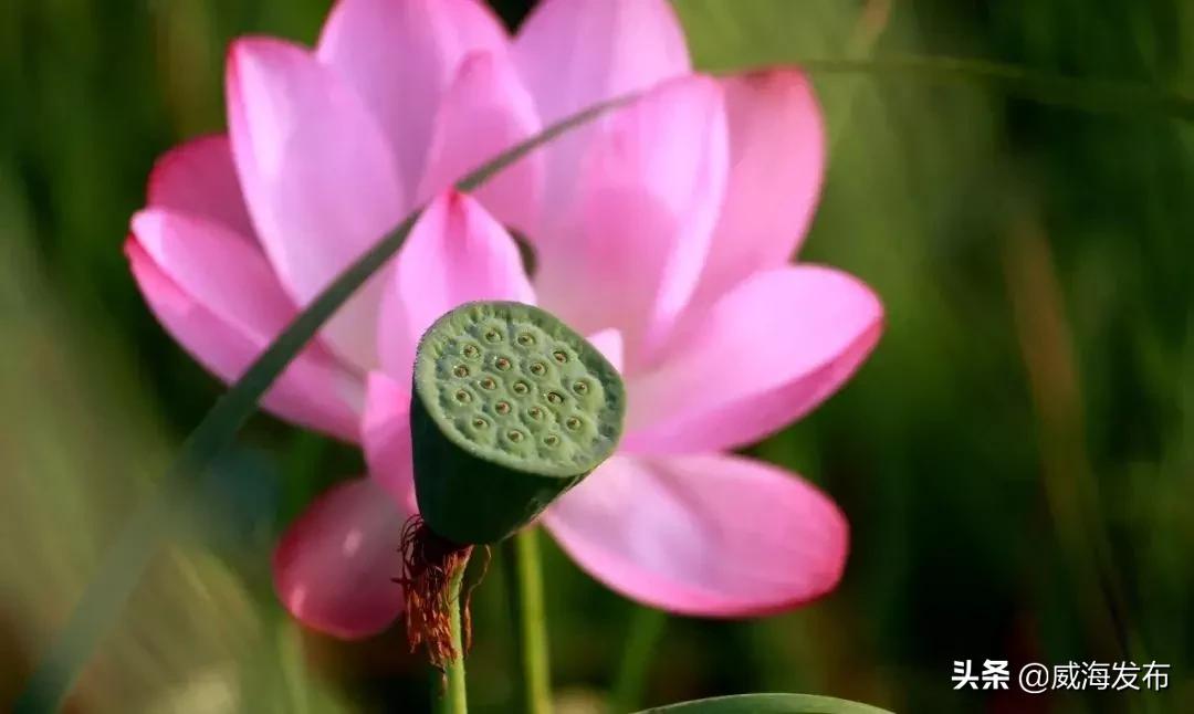 威海春天赏花攻略,威海游玩观光